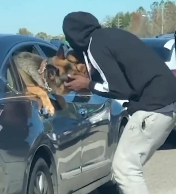 В США мужчина вышел из машины, чтобы показать своего щенка собаке из соседнего автомобиля