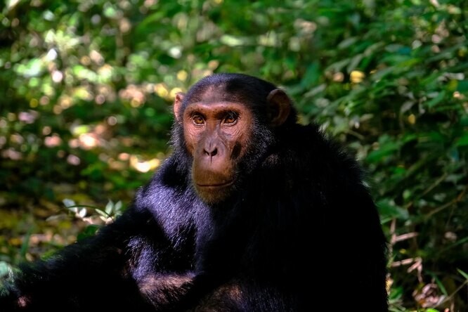 Ученые выяснили, что у шимпанзе есть свой примитивный язык. Поразительно!