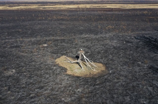 Амурский орнитолог показал чудом уцелевшие в огне гнезда журавлей и аистов