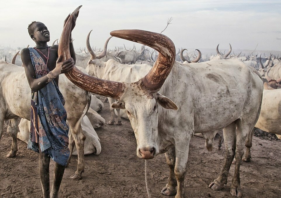 Жгут навоз и спят с коровами — быт племени Мундари, где скот ценнее человека