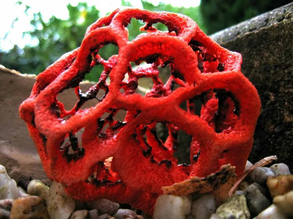 Под Сочи активно стал разрастаться краснокнижный ядовитый гриб