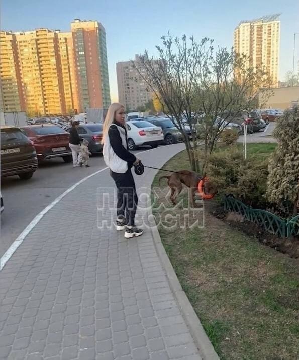 В Петербурге мужчину избили за просьбу выгуливать бойцовскую собаку в наморднике