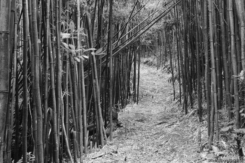 Страшный секрет мистической Лощины чёрного бамбука