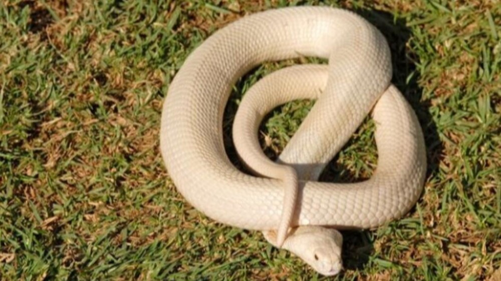 В жилой дом в Индии заползла кобра-альбинос