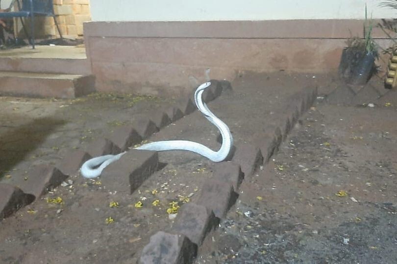 В жилой дом в Индии заползла кобра-альбинос