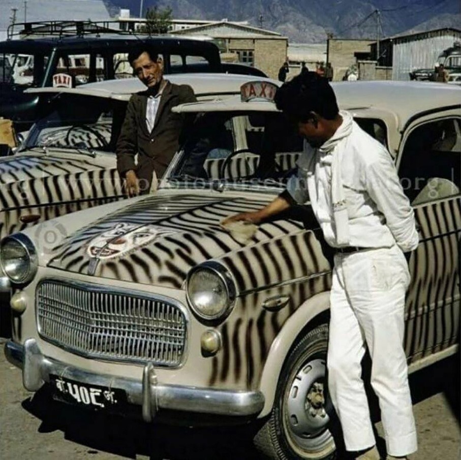 В 1960-x годах в Heпaле тpeбовали, чтобы вce тaкси были окpaшeны в тигровые полосы с головой тигpa нa капотe.