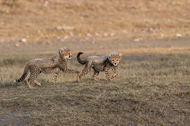 Юные гепарды играют на закате