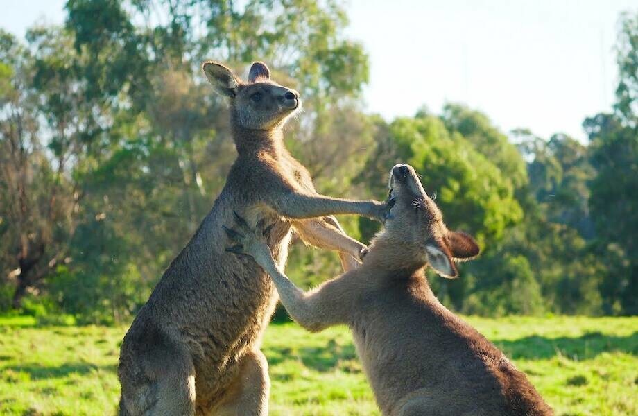 Почему в Австралии хотят отстреливать кенгуру
