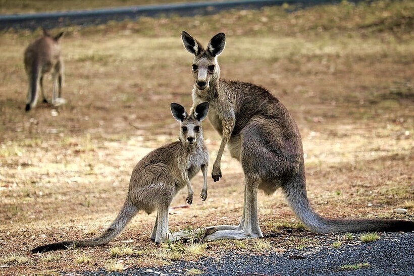 Почему в Австралии хотят отстреливать кенгуру