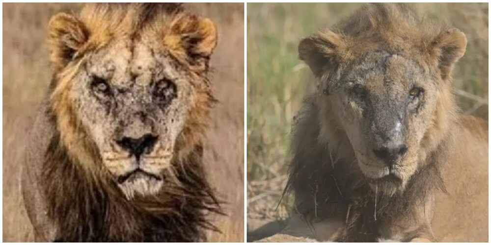 Старейший лев в дикой природе  погиб от рук людей