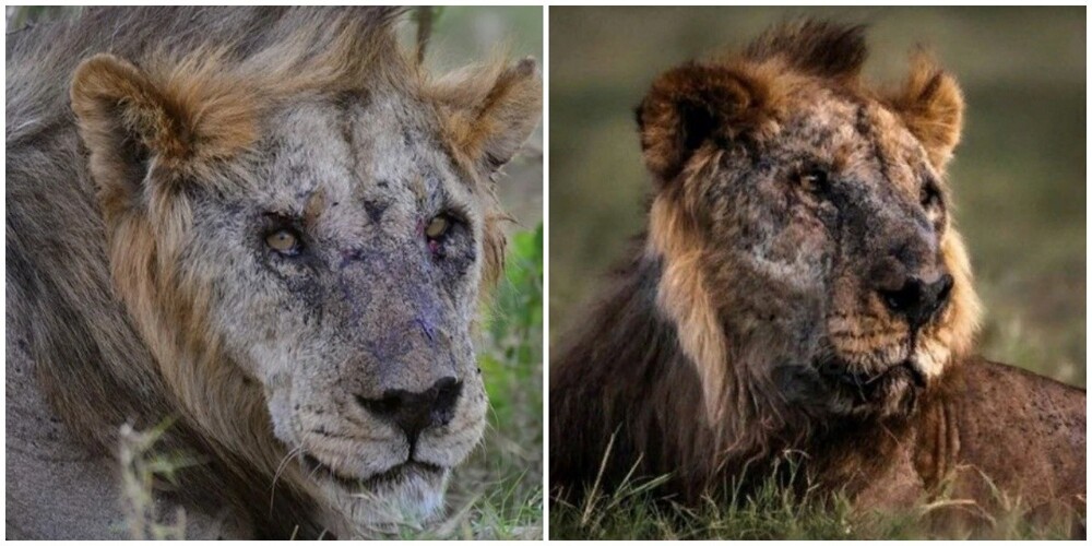 Старейший лев в дикой природе  погиб от рук людей