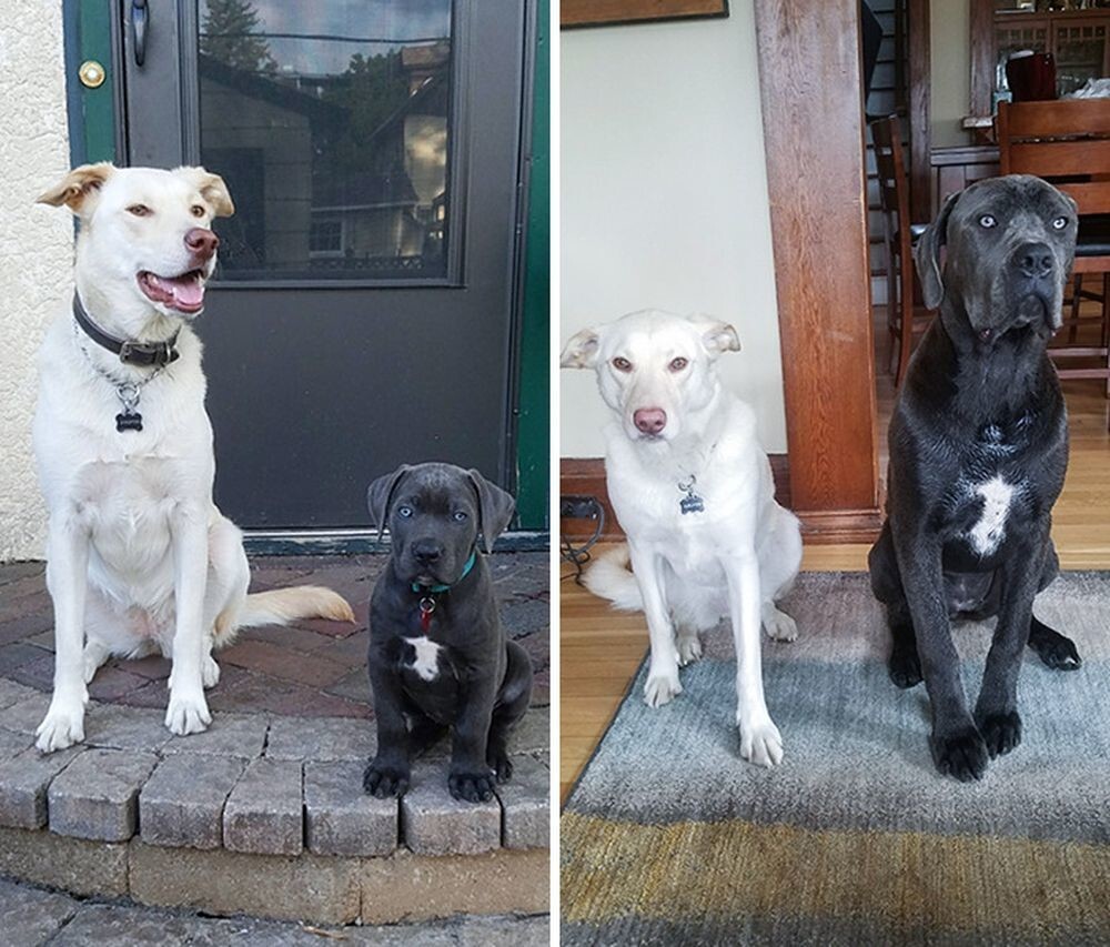 6. «Моя собака рядом с щенком моей мамы, разница между фотографиями 8 месяцев»