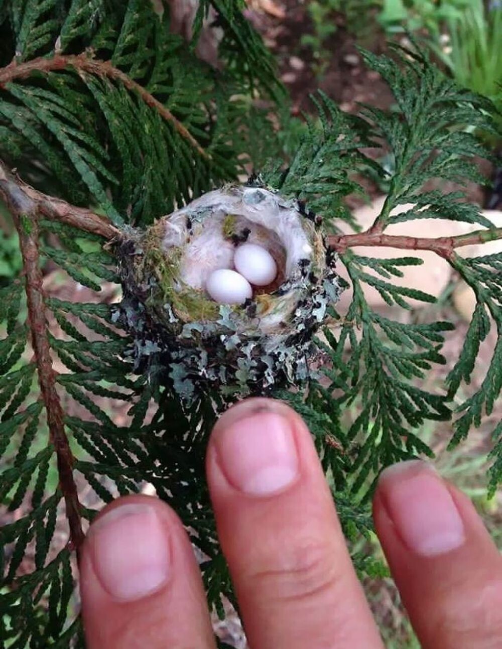 9. «Друг нашел яйца колибри. Пальцы для масштаба»
