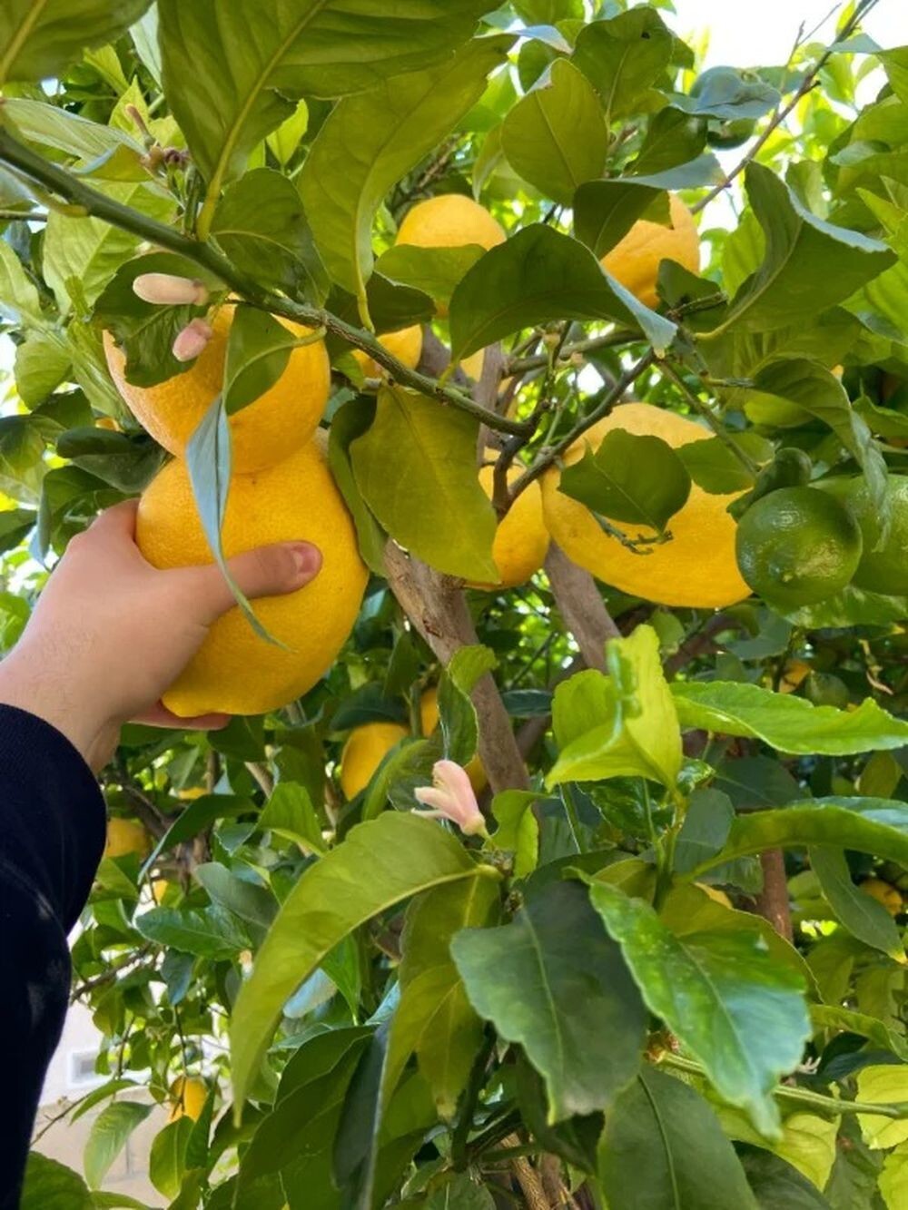 6. «На бабушкином лимонном дереве всегда вырастают гигантские лимоны»