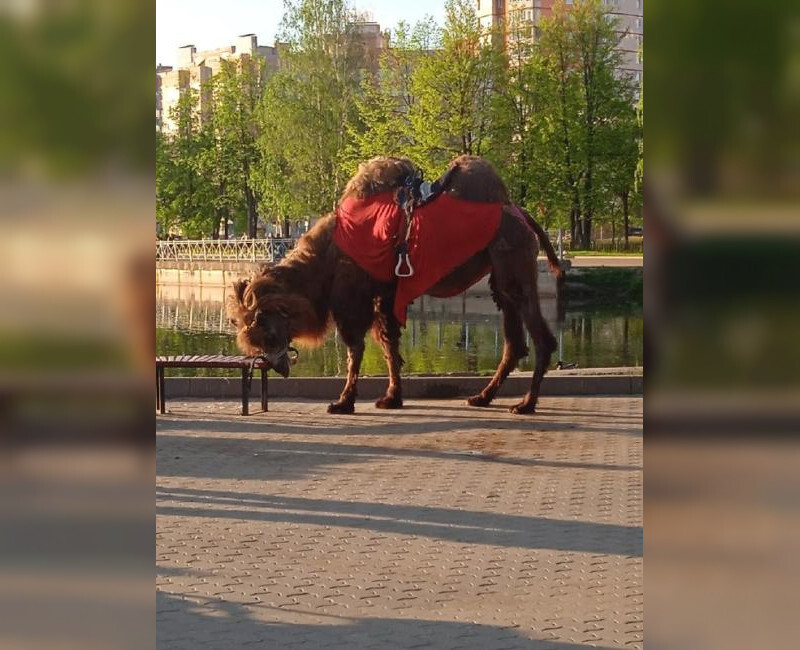 В Ярославле кто-то на целый день привязал верблюда к лавке