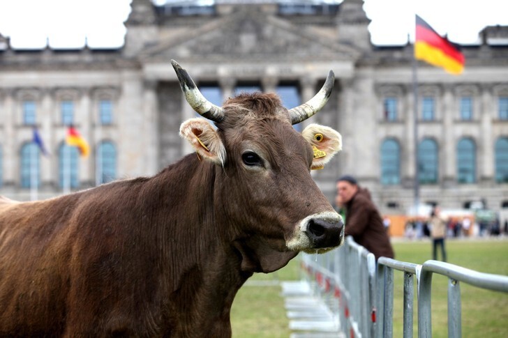 Коровы пасутся на лужайке перед Рейхстагом