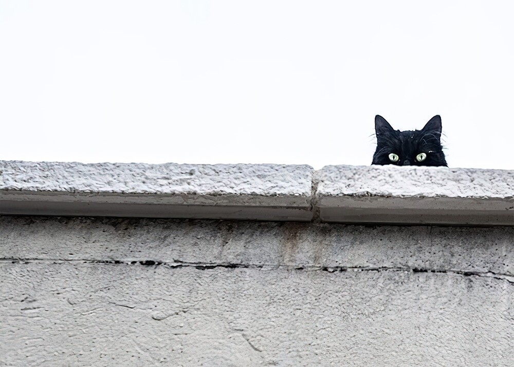 19. Если вам перейдёт дорогу чёрная кошка, вас ждёт долгая полоса неудач
