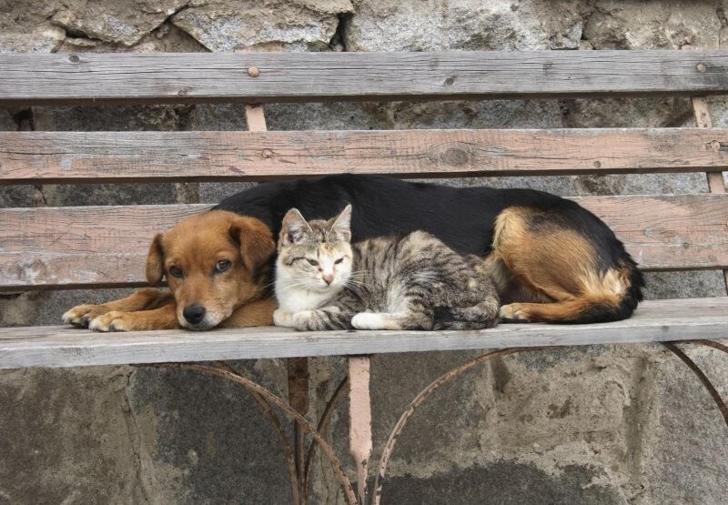 В Госдуме приняли в первом чтении законопроект, который разрешит усыплять бездомных животных