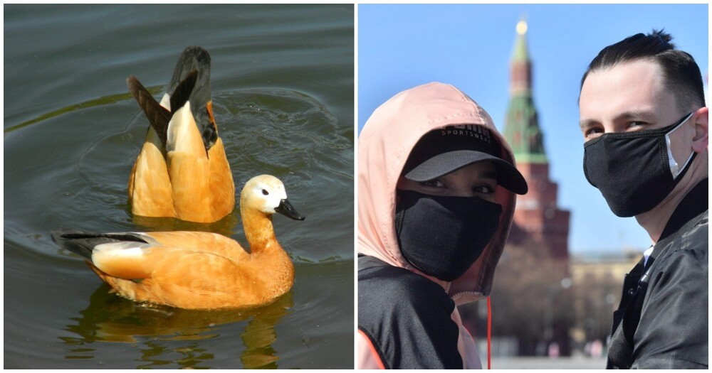 В нескольких районах Москвы ввели карантин из-за вспышки птичьего гриппа