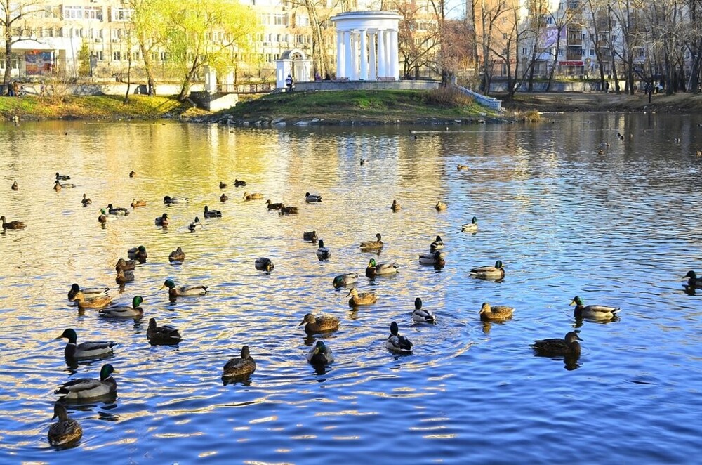 В нескольких районах Москвы ввели карантин из-за вспышки птичьего гриппа