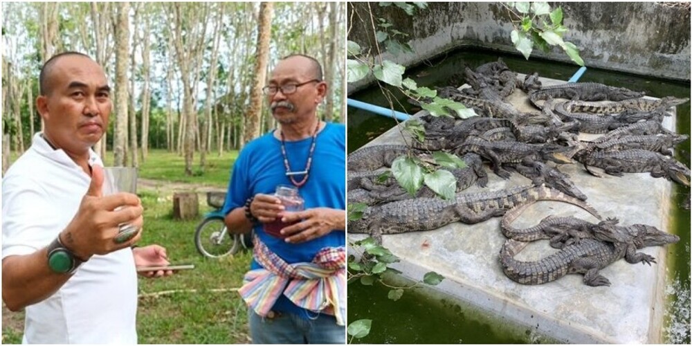 Таец пьёт крокодиловую кровь для «поддержания здоровья»