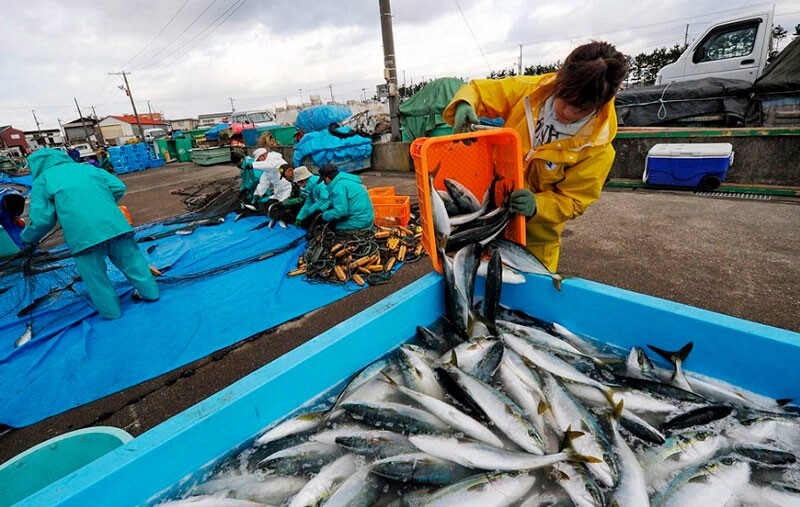 Миф 7: Японцы каждый день едят рыбу