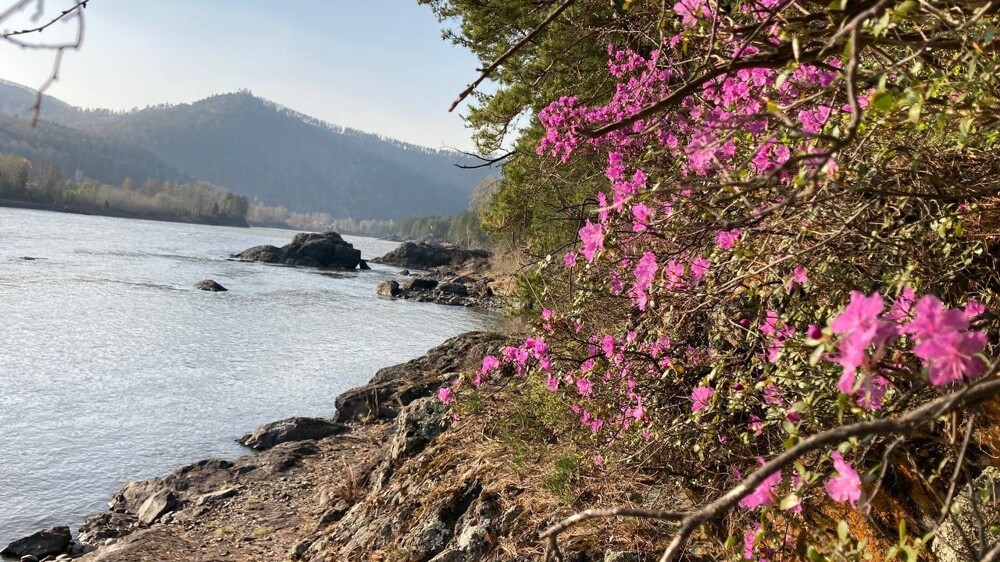 Река Катунь, цветение маральника