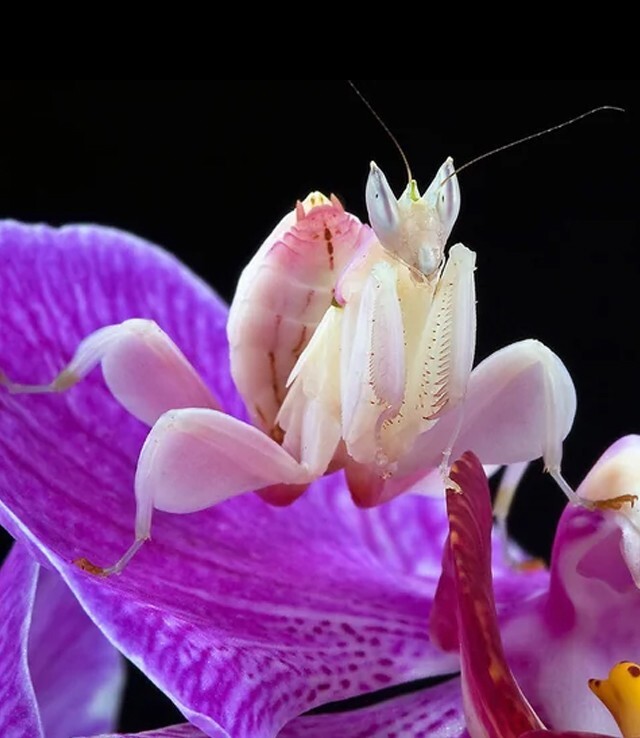 17. Орхидейный богомол