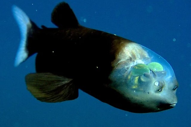 5. Глубоководная рыба из семейства опистопроктовые с прозрачной головой