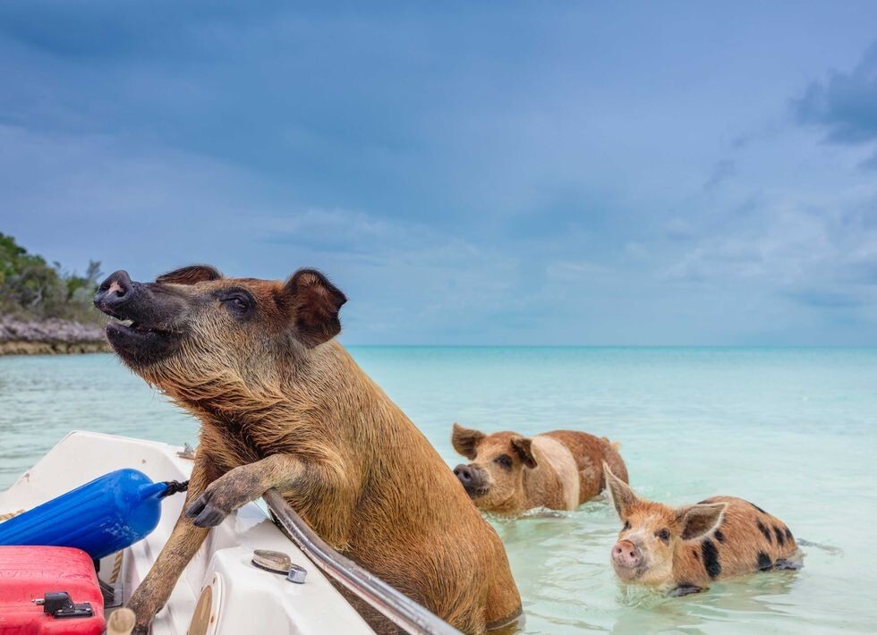 24. Дикие свиньи купаются на Багамских островах