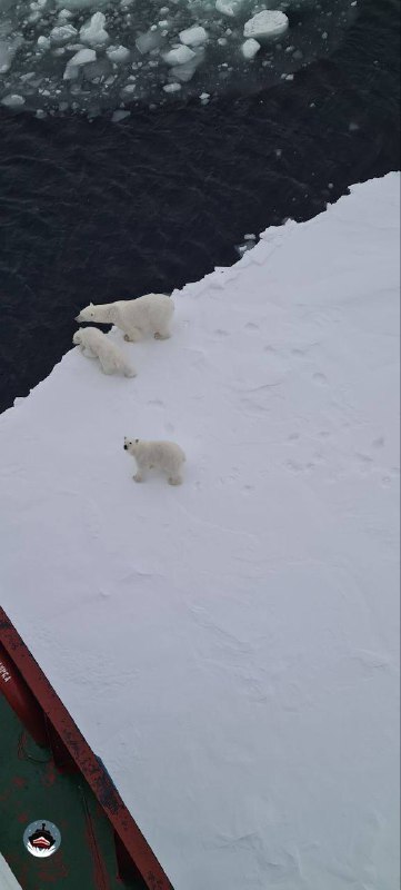 Подборка милоты в виде семейных зарисовок с хозяевами Арктики - белыми медведями