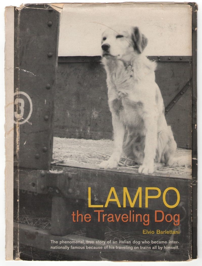 Лампо: пёс, прославившийся благодаря любви к путешествиям
