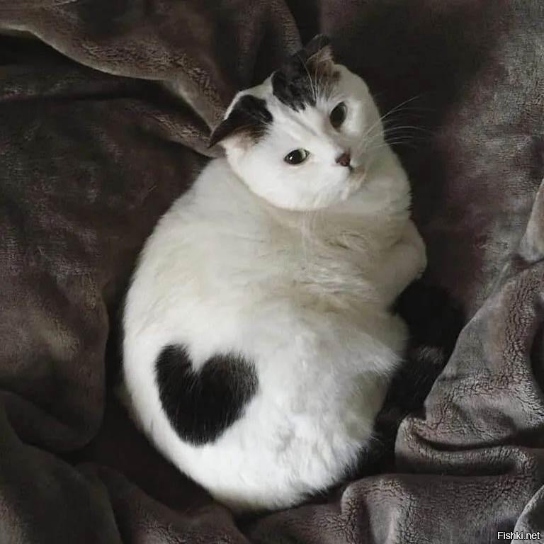 Сердечный котик⁠⁠