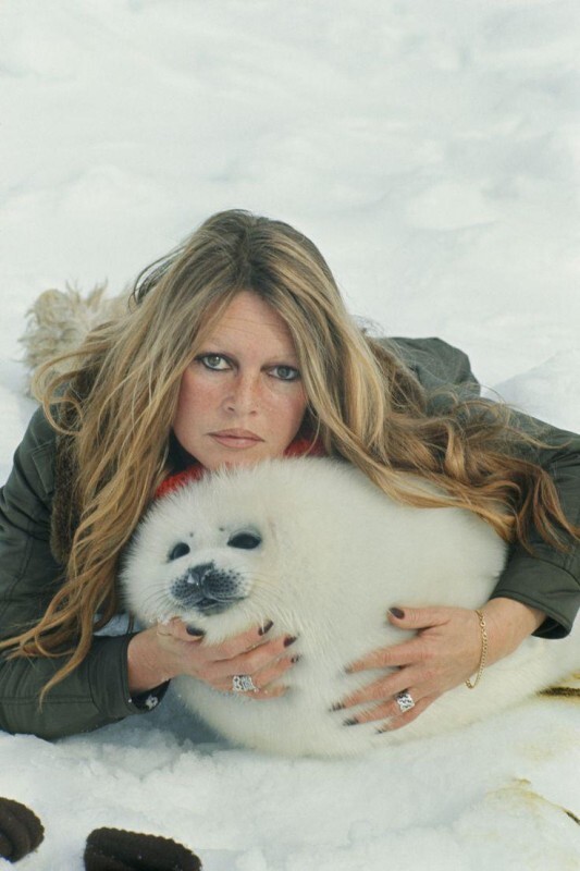  Французская актриса и защитница животных Бриджит Бардо с гренландским тюленем в Ньюфаундленде, Канада. Март 1977 год