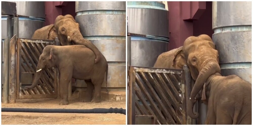 В Московском зоопарке слоны вынуждены обниматься через забор