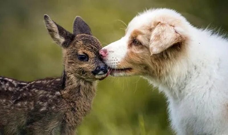 15+ фотографий животных, которые показали всем, что для их дружбы нет преград