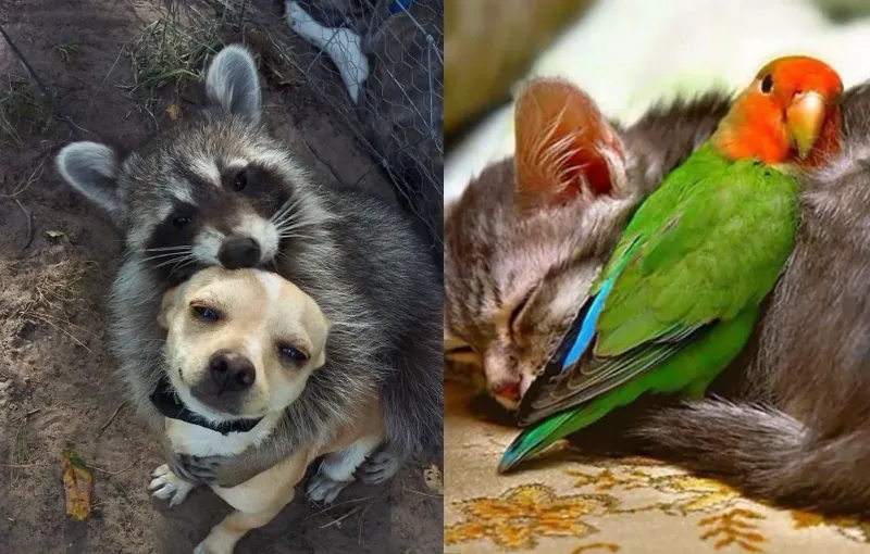 15+ фотографий животных, которые показали всем, что для их дружбы нет преград