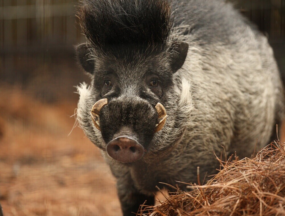 Висайская бородавчатая свинья: уникальная хрюшка, которая пользуется орудиями труда