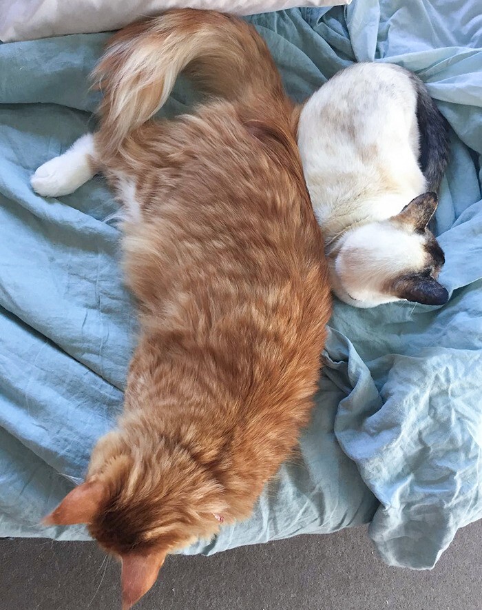 6. Сравнение размера кошки мейн-кун и сиамского кота