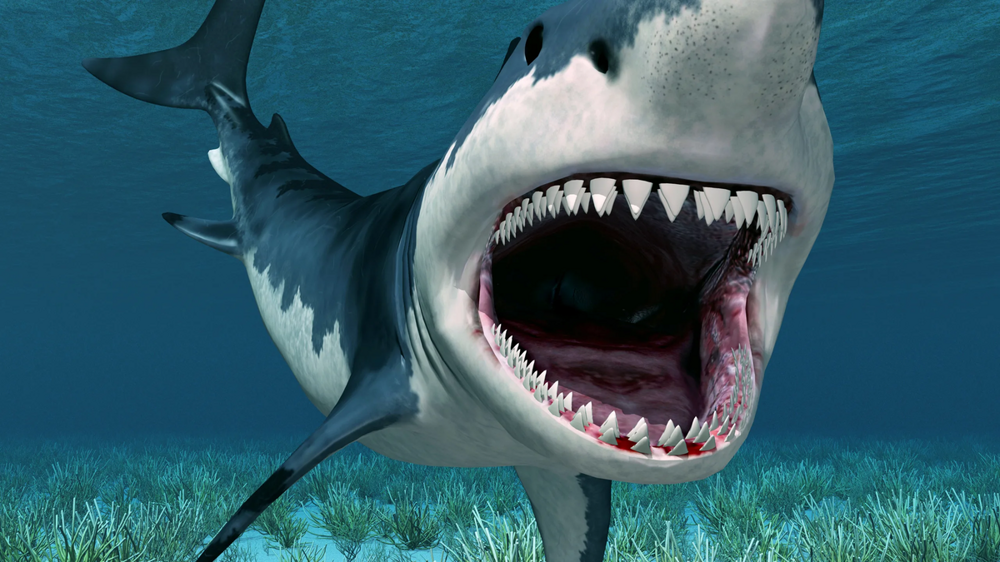 Интересные и неожиданные факты об акулах