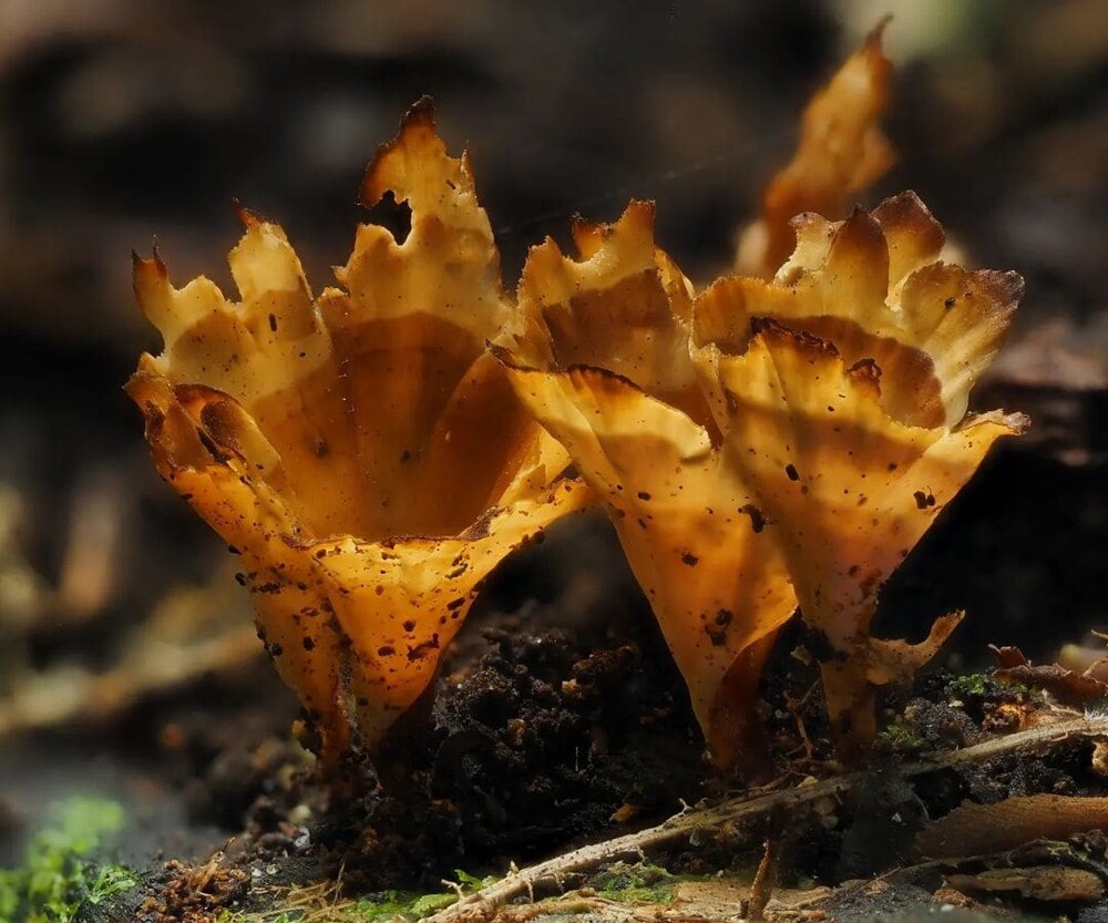 15 разновидностей грибов, которые выглядят необычно, что их можно спутать с инопланетными созданиями