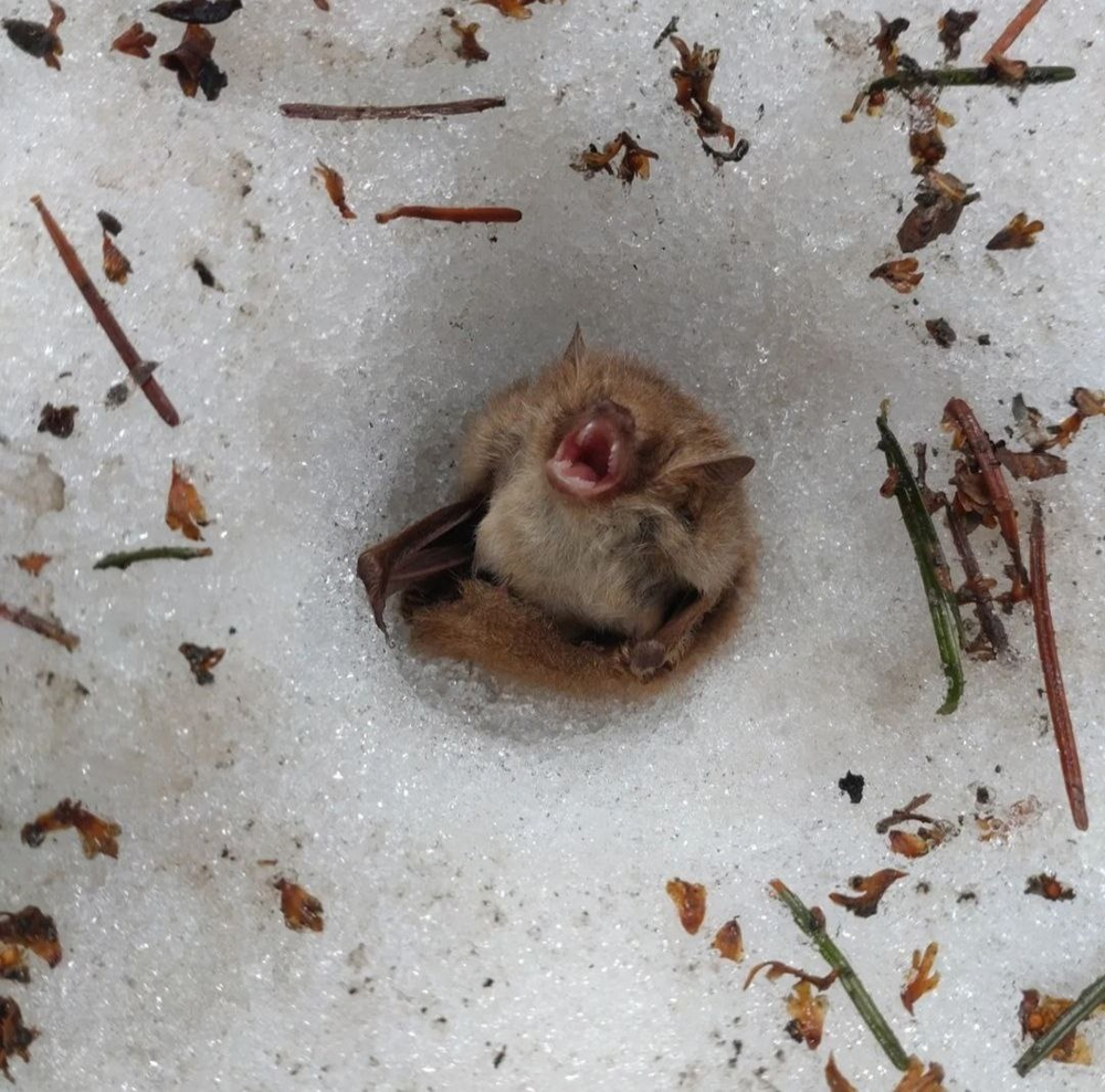 Летучая мышь, которая предпочитает зимовать в снегу
