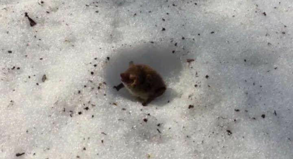 Летучая мышь, которая предпочитает зимовать в снегу