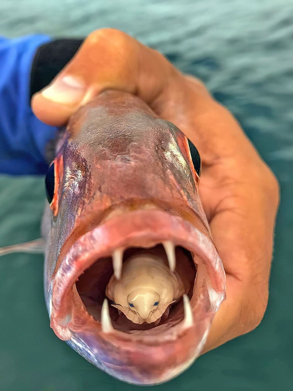 32. Паразит-изопод, мокрица, поедающая язык. Съедает язык рыбы и отрабатывает вместо него