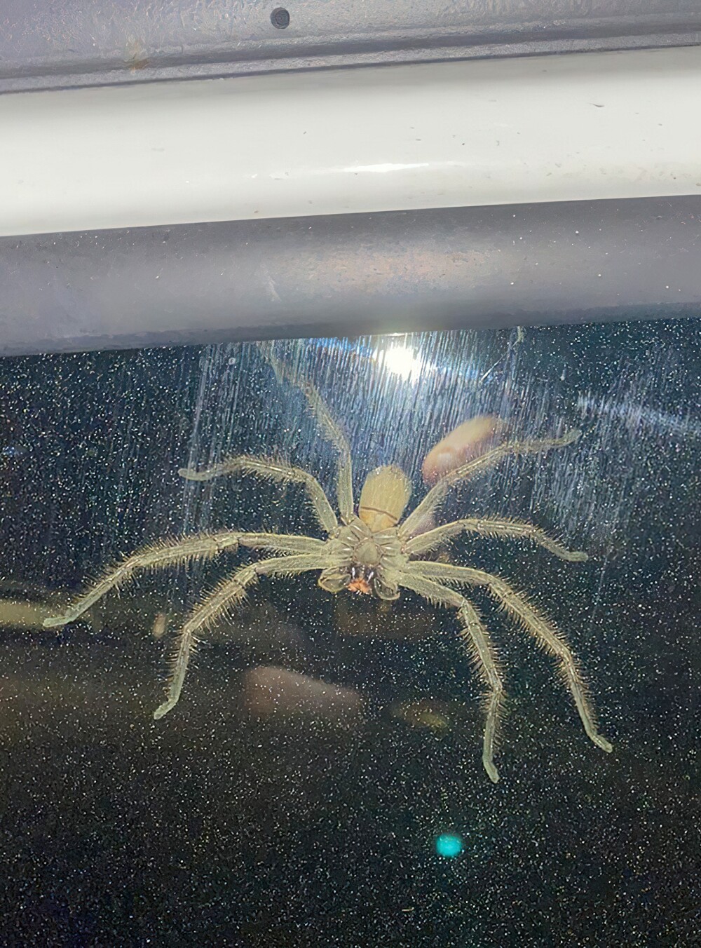33. «Вечером сел в машину, обернулся и увидел это. Австралийский паук-охотник. Большой»