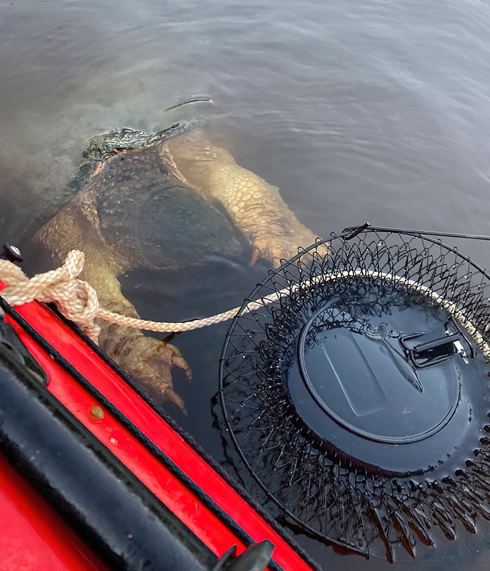 13. Внезапно всплывшая рядом с лодкой гигантская черепаха тоже может здорово напугать!
