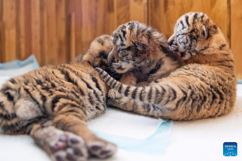С начала года на севере Китая родились более 30 амурских тигрят