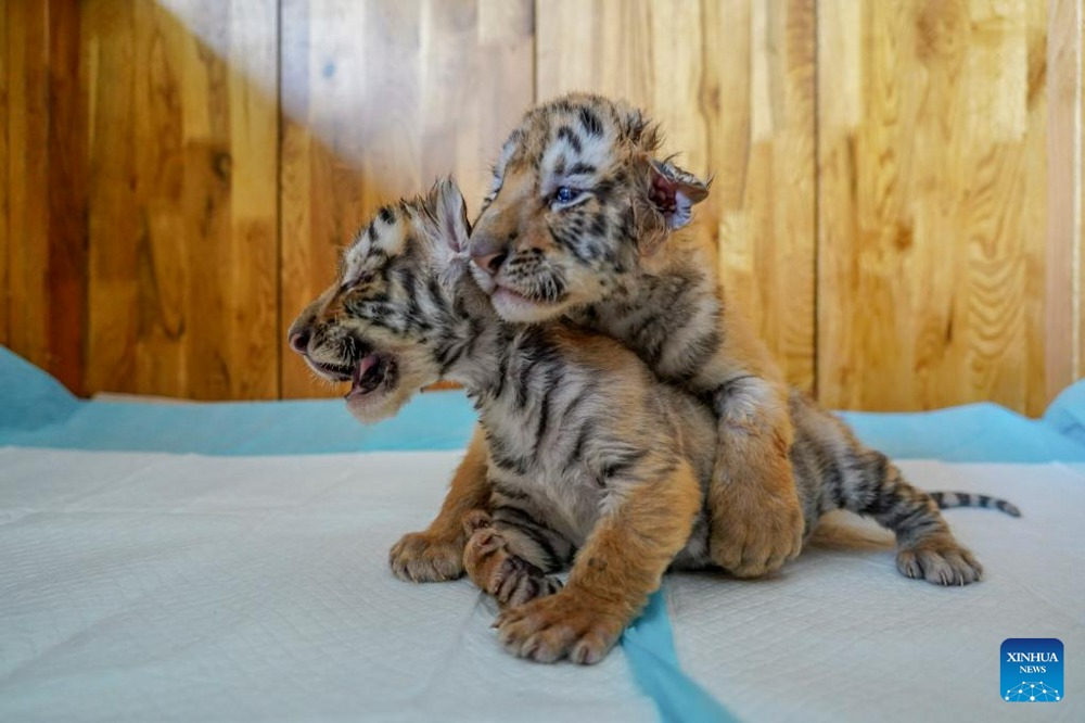 С начала года на севере Китая родились более 30 амурских тигрят