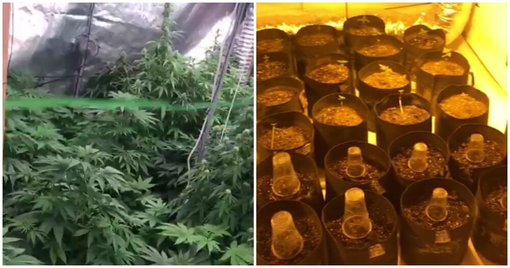Петербуржец организовал на съёмной квартире целую "ферму" по выращиванию марихуаны