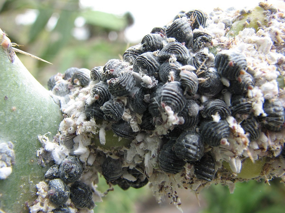 Мексиканская кошениль: маленькое насекомое, ставшее очень ценным
